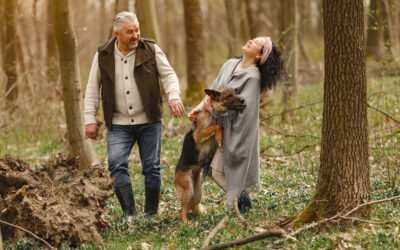 Pets and Park Homes – A Perfect Lifestyle for You and Your Furry Friends